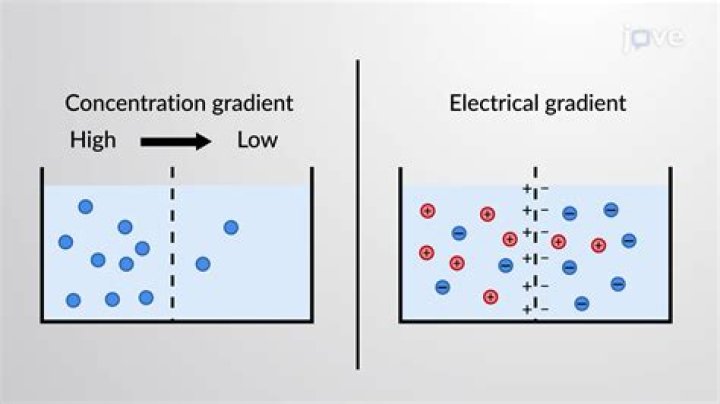 What is the difference between electrochemical gradient and concentration gradient