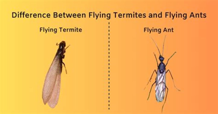 What is the difference between flying ants and carpenter ants