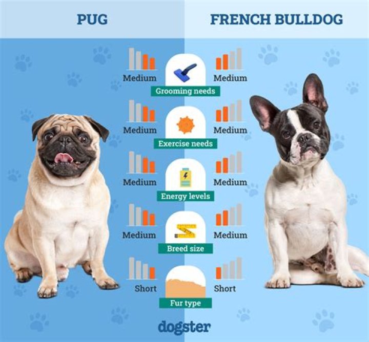 What is the difference between French Service and Russian service