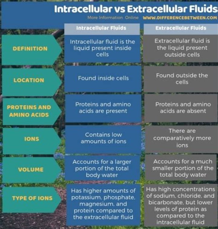 What is the difference between intracellular and extracellular recording
