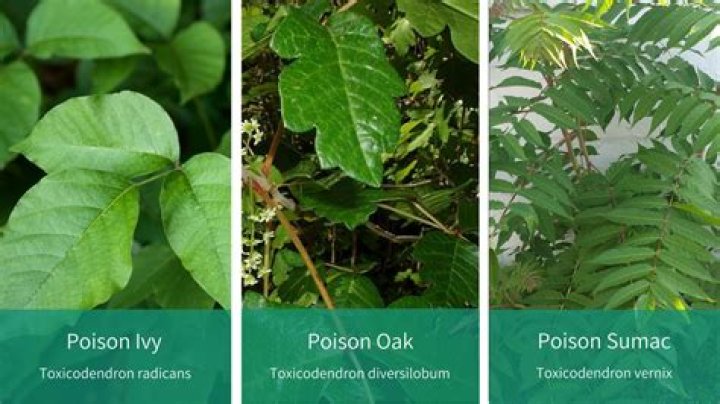 What is the difference between poison ivy and poison oak