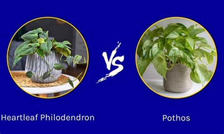 What is the difference between pothos and philodendron