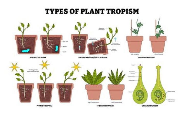 What is the difference between thigmotropism and thigmonasty name one plant which exhibits thigmotropism and one plant which exhibits thigmonasty