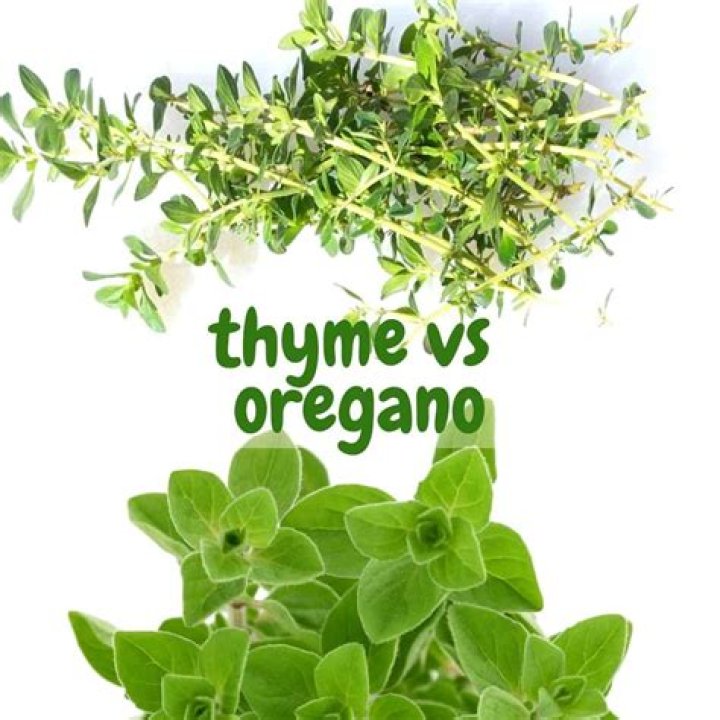 What is the difference between thyme and Mother of Thyme