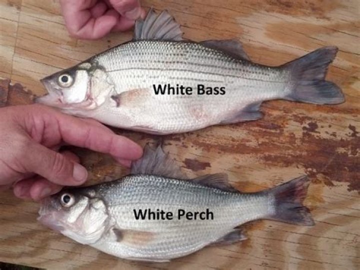What is the difference between white perch and white bass