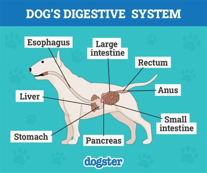 What is the digestive system of a jellyfish