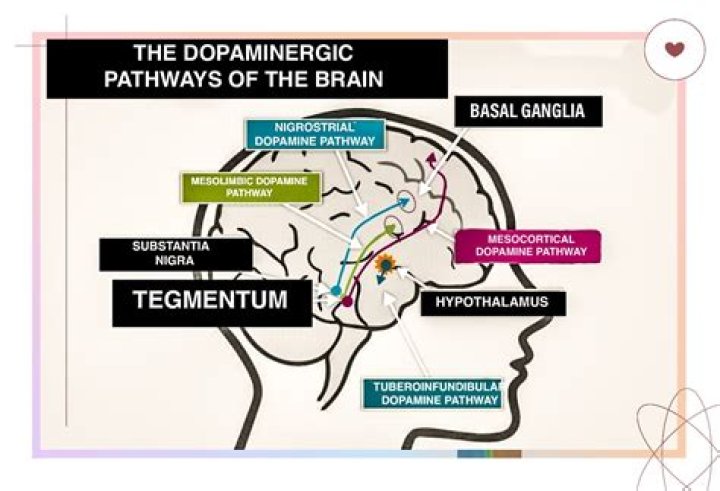 What is the dopamine hypothesis regarding the origins of schizophrenia