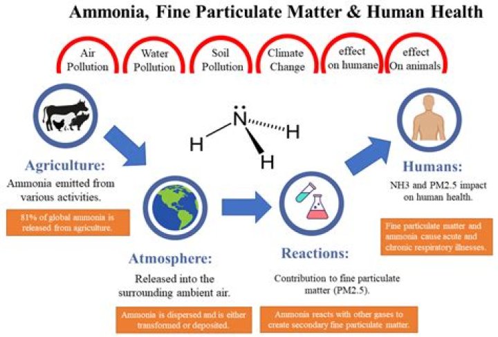 What is the effect of ammonia