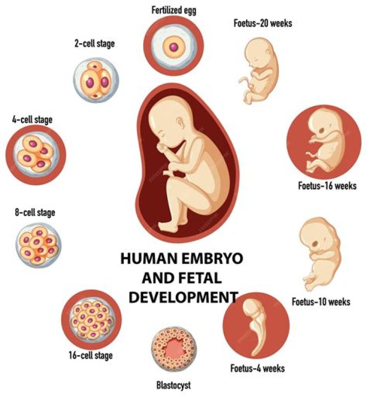 What is the embryonic period of development