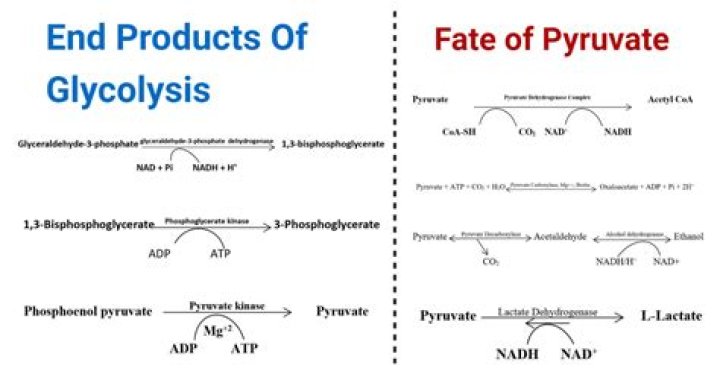 What is the end product of glycolysis