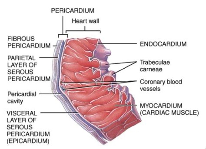 What is the epicardium made of