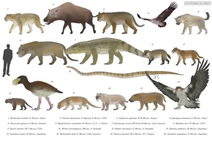 What is the epoch of mammals
