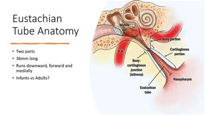 What is the Eustachian tube attached to in a frog
