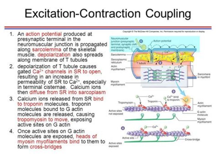 What is the excitation contraction coupling
