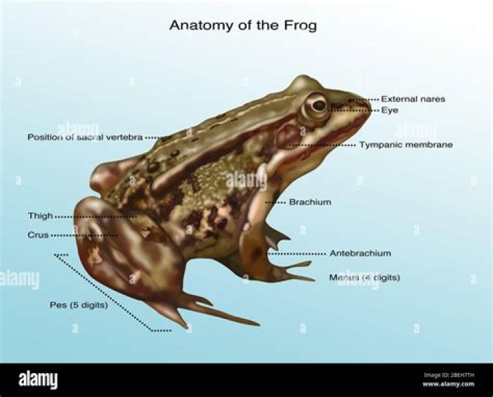 What is the external anatomy of a frog
