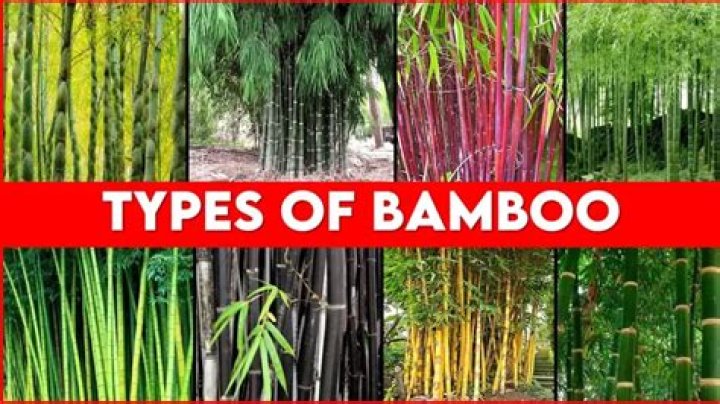What is the fastest growing species of bamboo