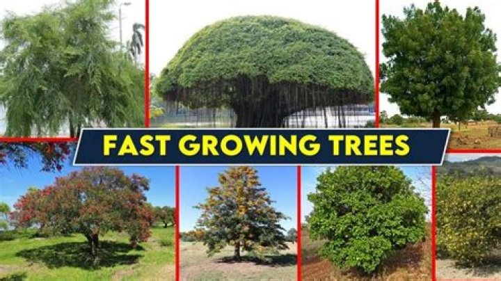 What is the fastest growing tree in UK