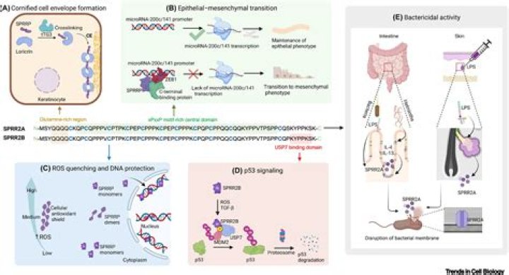 What is the function of a viral receptor