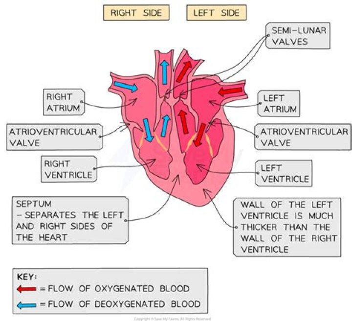 What is the function of atria and ventricles