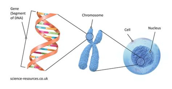 What is the function of genes quizlet