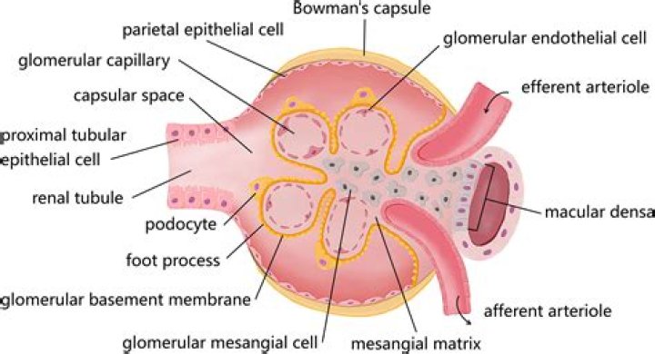 What is the function of podocytes in the kidney