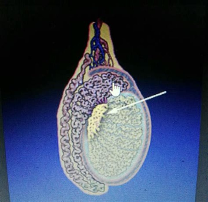 What is the function of rete testis