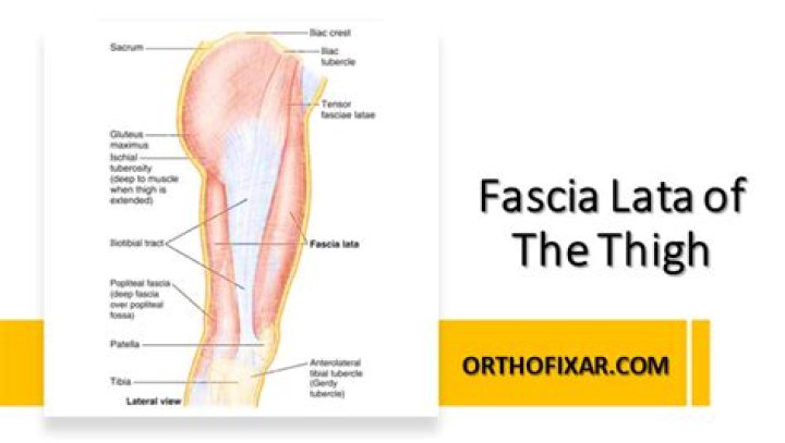 What is the function of the fascia lata of the leg