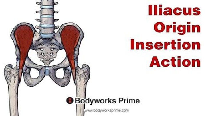 What is the function of the Iliacus muscle