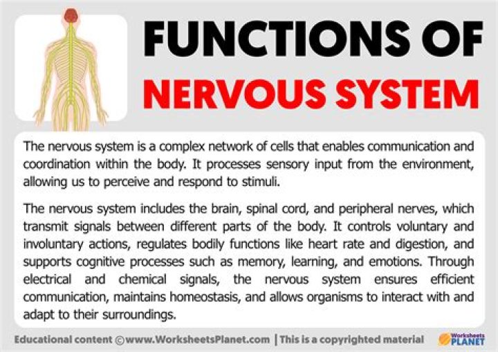 What is the function of the Proventriculus