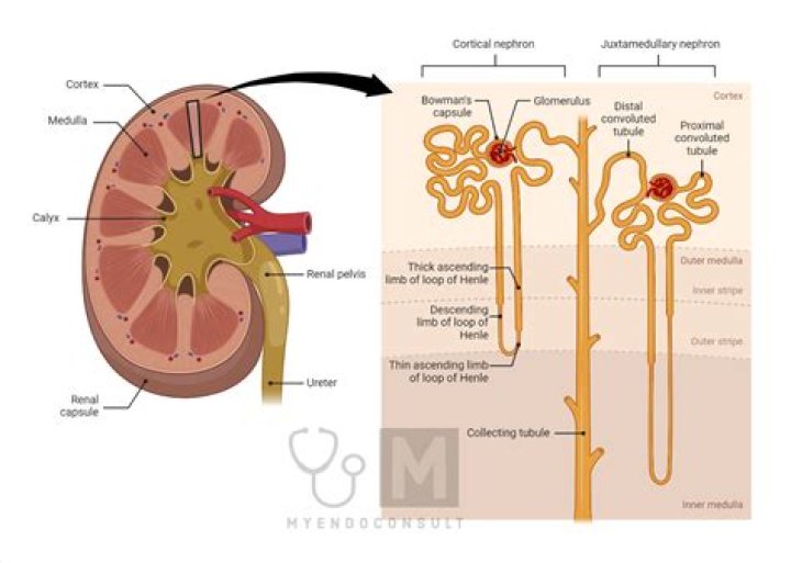 What is the function of the renal papilla