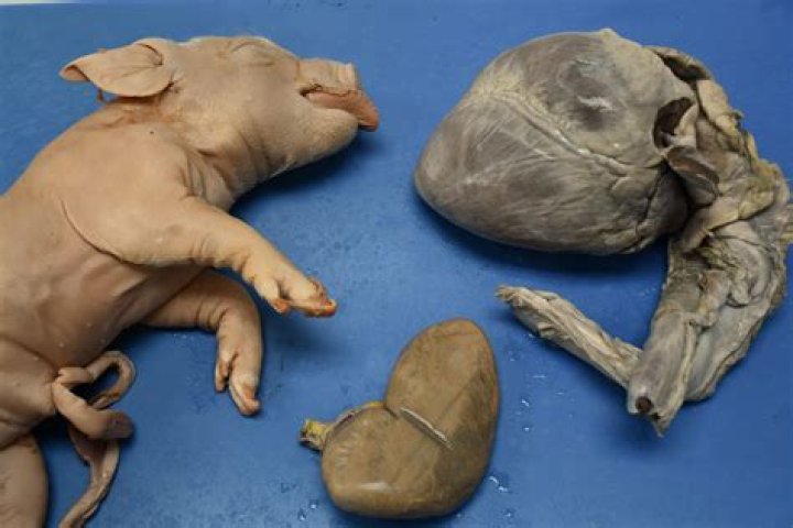 What is the function of the Rugae in a fetal pig
