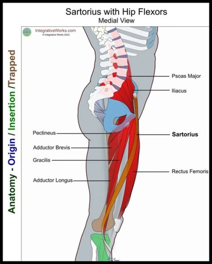 What is the function of the Sartorius muscle