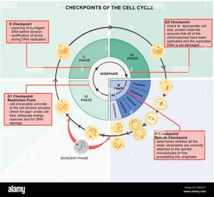 What is the g1 checkpoint in the cell cycle