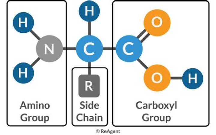 What is the general structure of amino acids