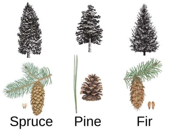 What is the growth process of a pine tree