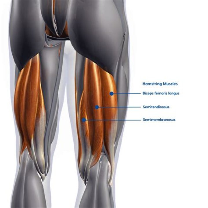What is the hamstring muscle