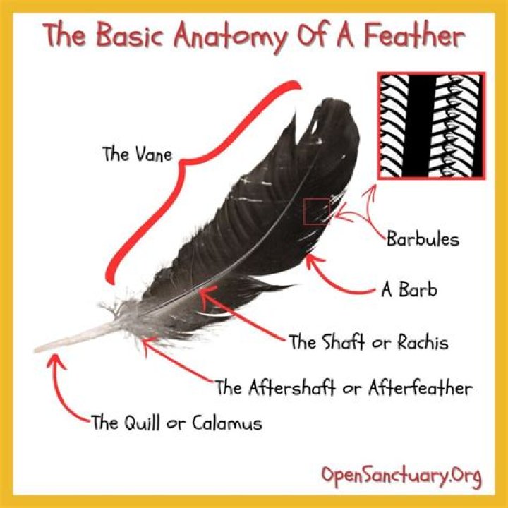 What is the hard part of a feather called