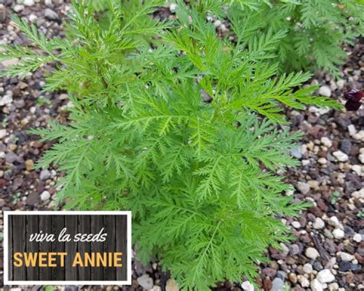 What is the herb sweet Annie used for