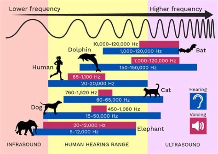 What is the highest Hertz a human can hear