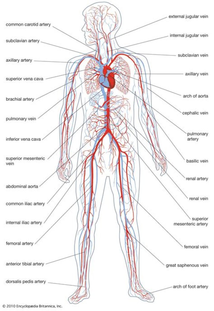 What is the human circulatory system