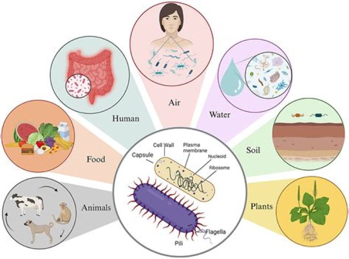 What is the importance of bacteria in the environment quizlet