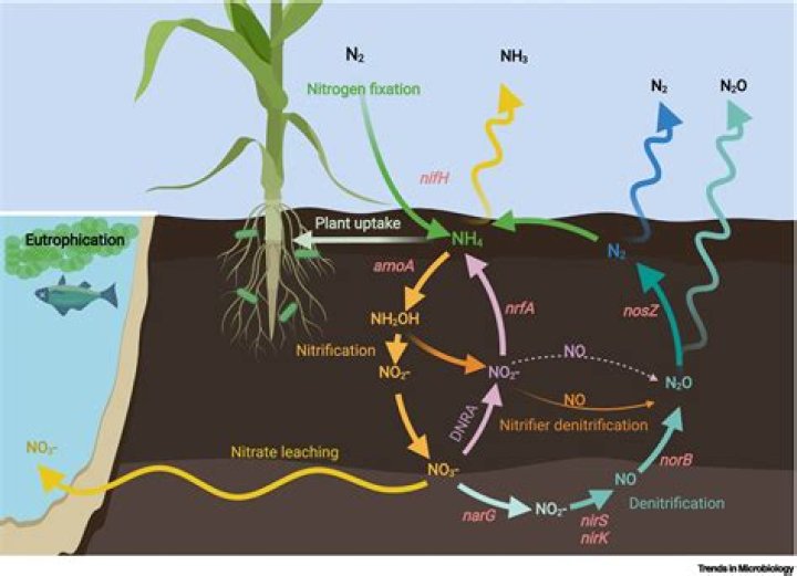 What is the importance of nitrogen cycle for plant growth