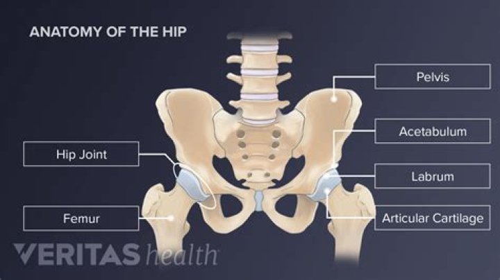 What is the joint at the hip