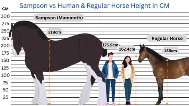 What is the largest muscle in the horse