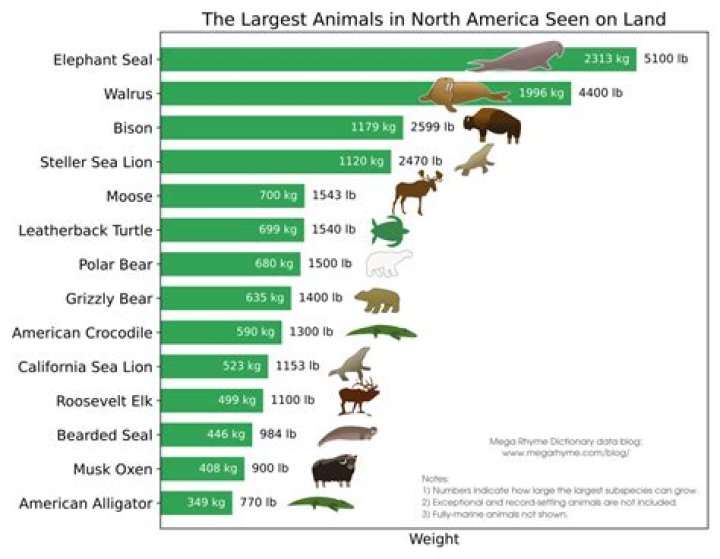 What is the largest species of oyster