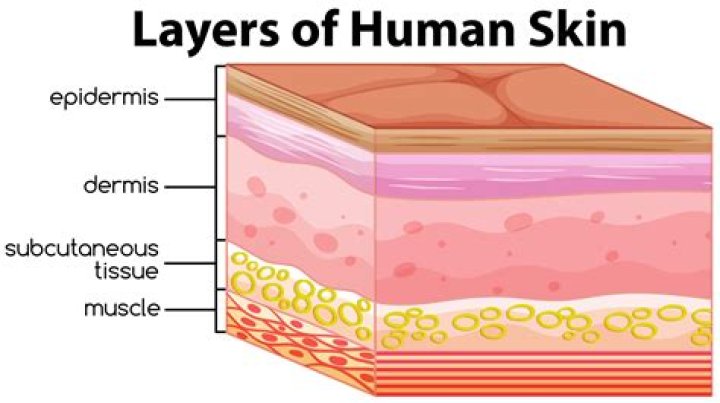 What is the layer of skin