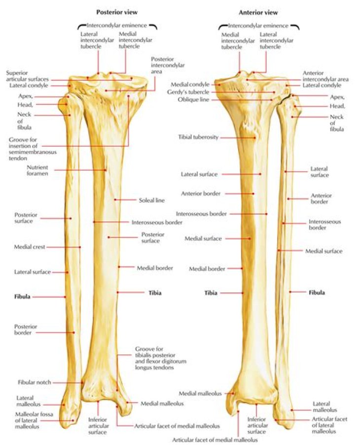 What is the left tibia