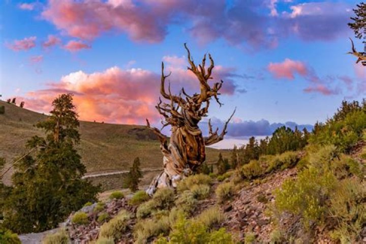 What is the lifespan of a bristlecone pine