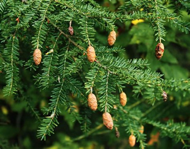 What is the lifespan of a hemlock tree