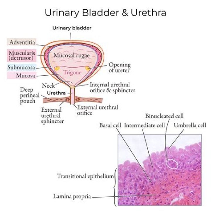 What is the lining of the bladder called